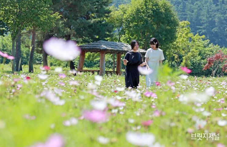 괴산군 농업기술센터 일원에 핀 코스모스