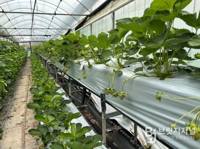 딸기 포장 전경