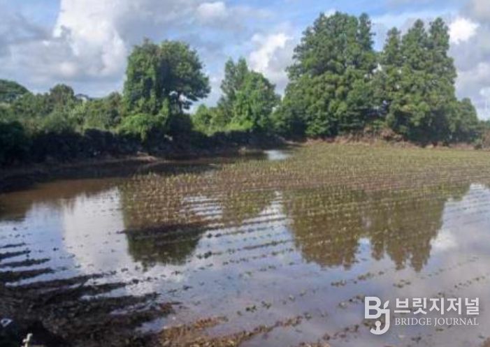 집중호우 농작물 침수