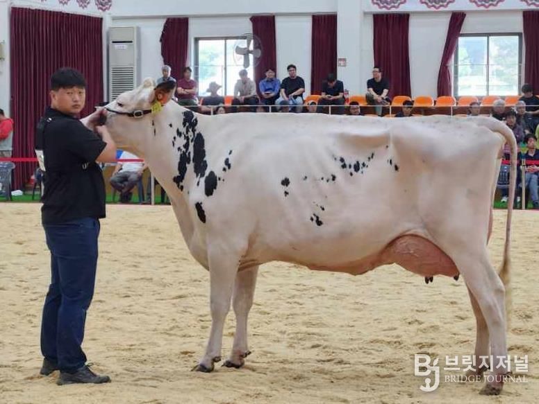 여주시 흥천면 신미목장, 제11회 서울우유 홀스타인 경진대회 ‘시니어 챔피언’ 수상