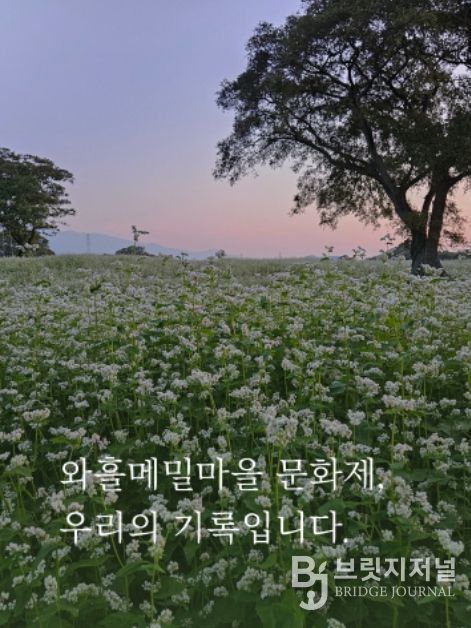 제주 오라메밀꽃축제
