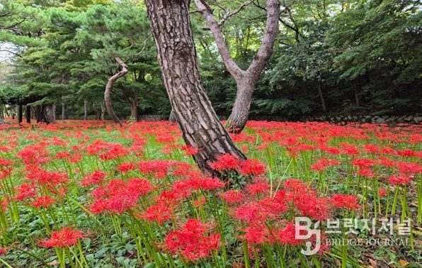 인천대공원, 꽃무릇·코스모스 절정