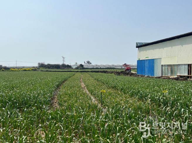 마늘 재배 포장 전경