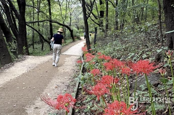 서대문구 안산(鞍山) 자락길에 가을 전령사인 꽃무릇이 절정을 이루고 있다