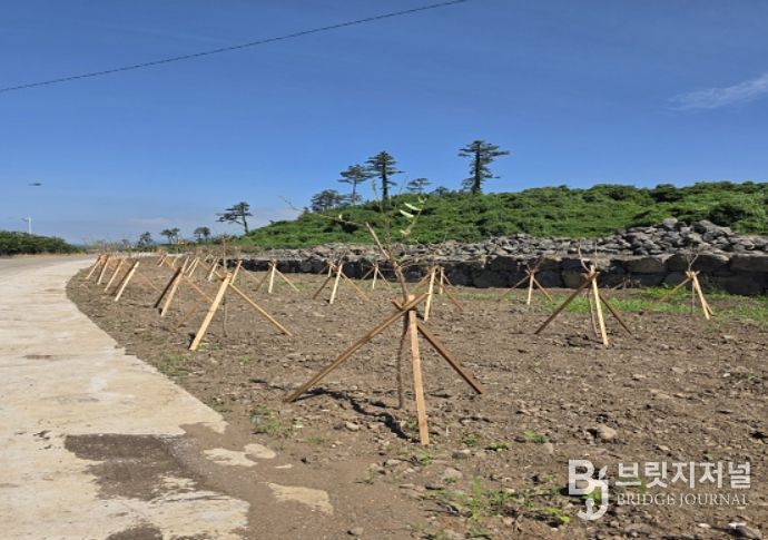 탄소흡수원 조림