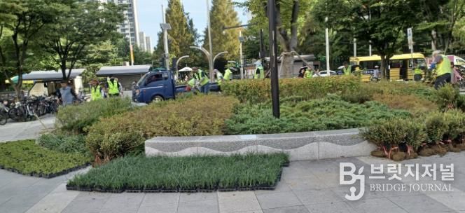 고양시 일산서구, 주엽역광장 야생화 식재⋯도심 경관 개선