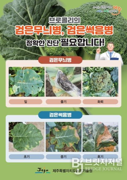 검은무늬병·검은썩음병 진단 리플릿