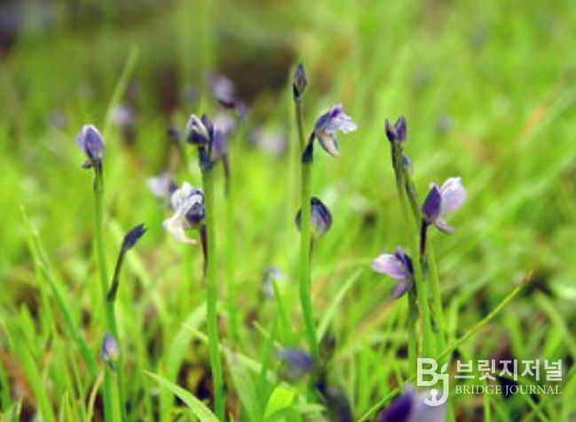 금정산 자연생태계 멸종위기식물(자주땅귀개)