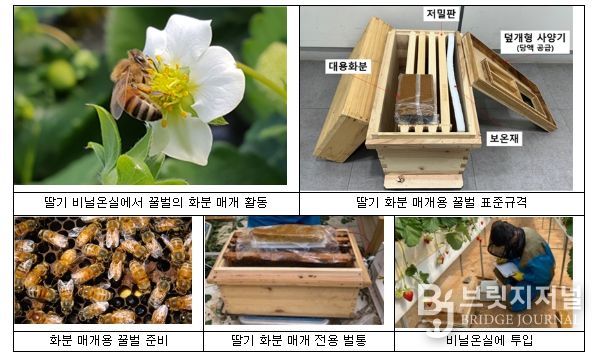 딸기에서 화분 매개용 꿀벌 표준 사용법