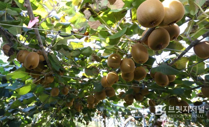 ‘감황’ 재배 모습