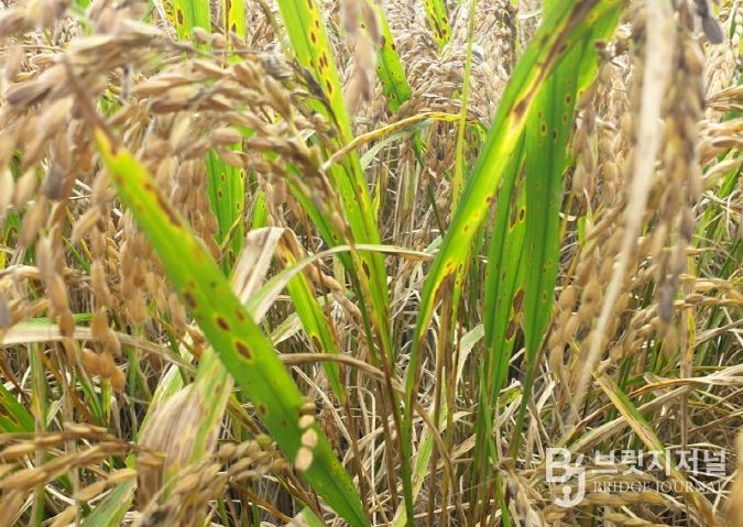 깨씨무늬병 피해 신고 접수