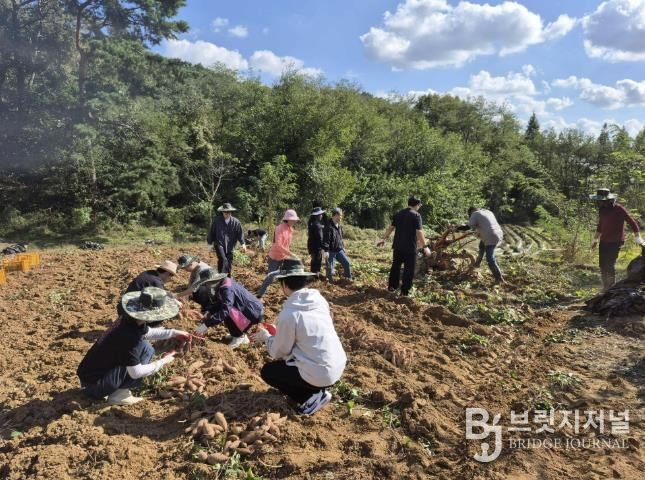 홍성군, 고구마 수확농가 일손 도와