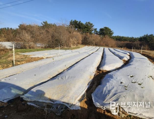 동해 피해 예방을 위해 부직포를 덮은 마늘밭 모습
