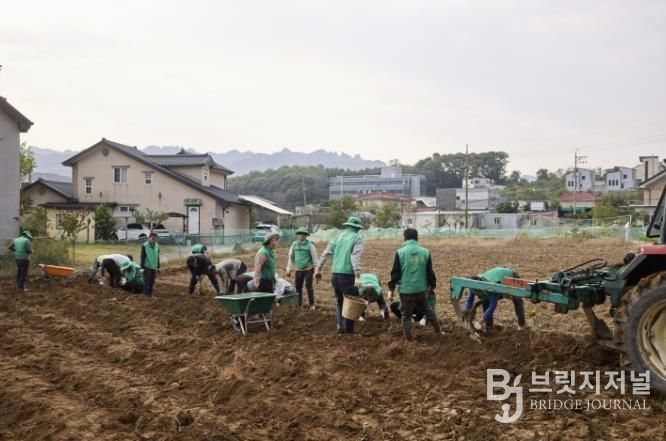 양주시 장흥면 새마을회, 이웃돕기 기금마련을 위한 고구마 수확 행사 성황리 개최