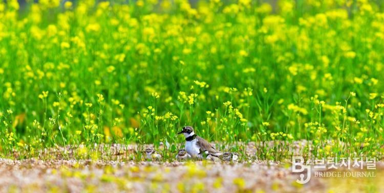 (양양생태사진연구회) 꼬마물떼새_선종용