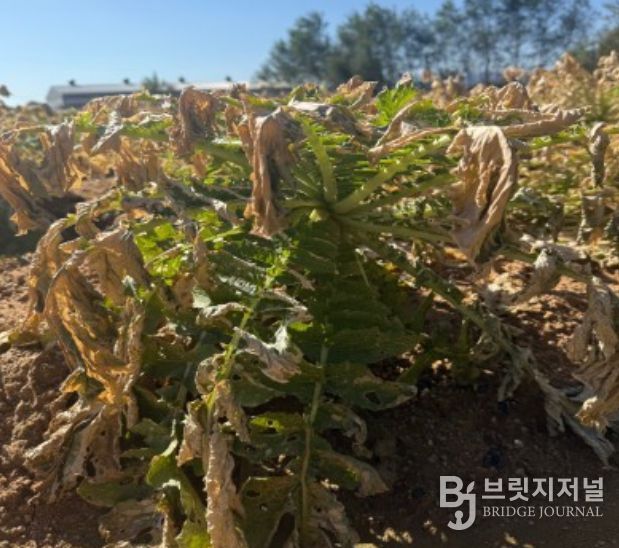 식물(무) 갈변 사진