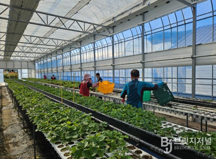 딸기묘 2만 5천 주 긴급 공급