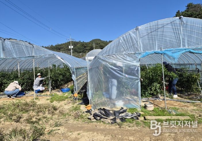 금산군청 가족정책과 가을철 농촌일손돕기 모습