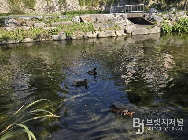 성북구 하천, 10월 수질 분석서 ‘좋음’ 등급 유지