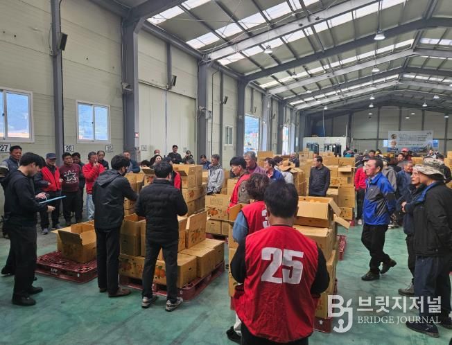 산청군, 곶감 원료감 고종시 경매 실시