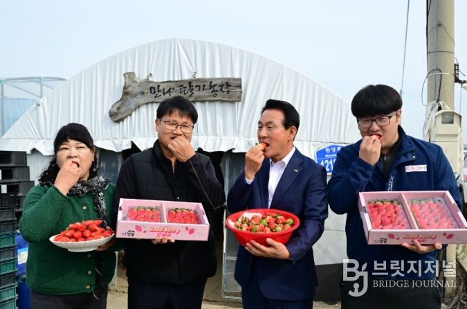 딸기 품종 혁신, ‘조이베리’로 문 열다