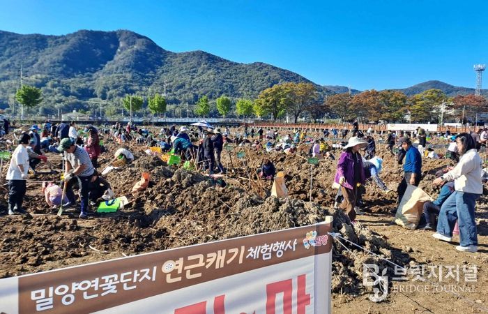 1일 밀양연꽃단지에서 열린 연근캐기 체험행사 전경