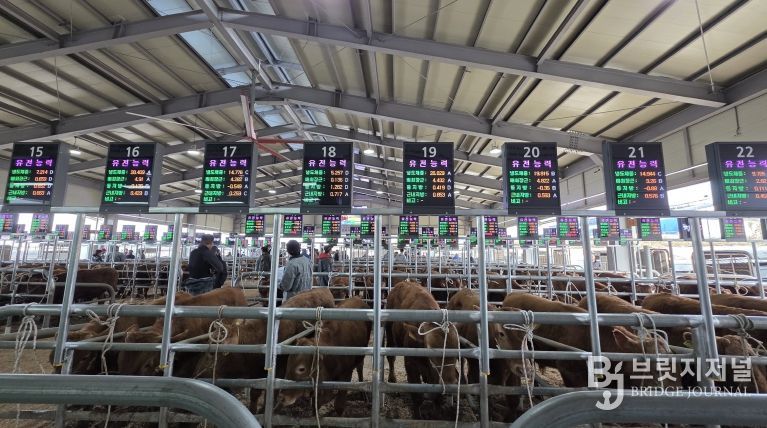 음성축협, 스마트 가축시장 플랫폼 구축 완료