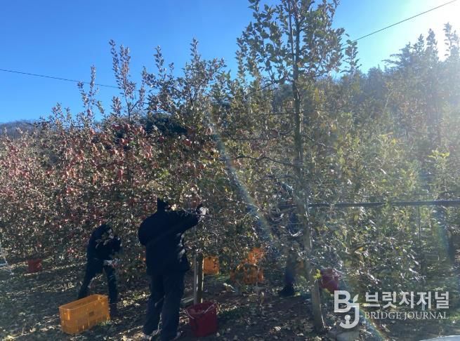 대구 북구 복현2동, 안동시 길안면에서사과 수확 농가 일손 도와