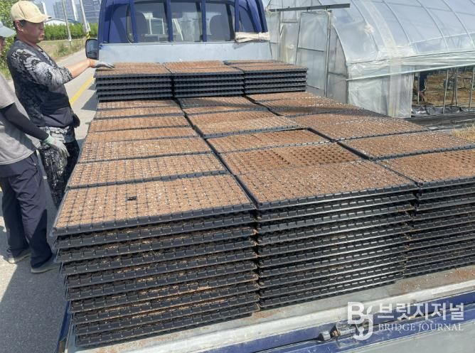 청주시 재배기술 지원으로 오송읍 대파 농가 '풍년'