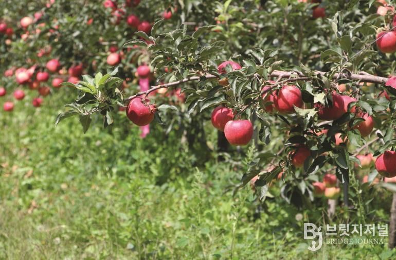 인제산 명품 햇사과, 25일 공영홈쇼핑서 50분간 생방송 판매
