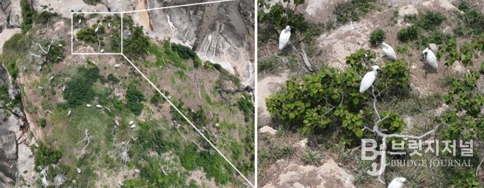 순천만, 멸종위기 저어새 번식 첫 확인