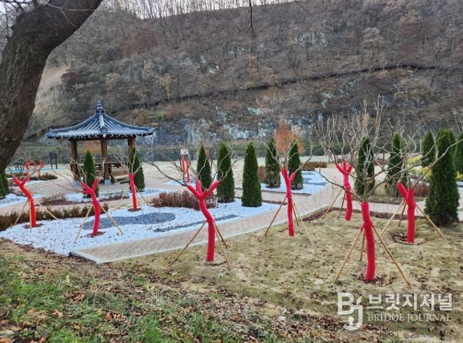 의성군, 겨울철 대비 가로수 수목 보호대 설치로 월동 준비 완료