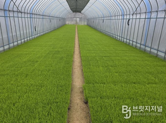 벼 농사의 첫걸음, 내년도 벼 보급종 신청하세요