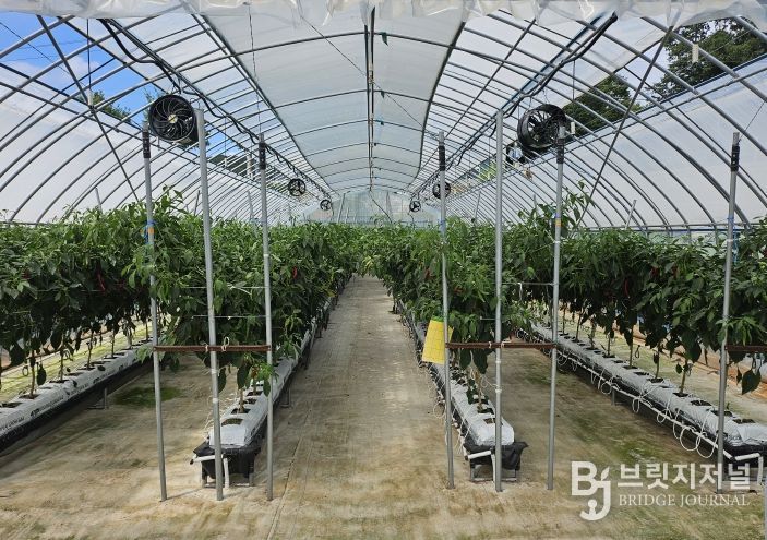 임실군, 고추 생산성 향상 신기술 현장 실증 연구 박차2(비가림 양액재배)