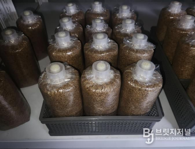 청주시농기센터, 약용버섯 ‘복령’ 종균 생산 첫걸음