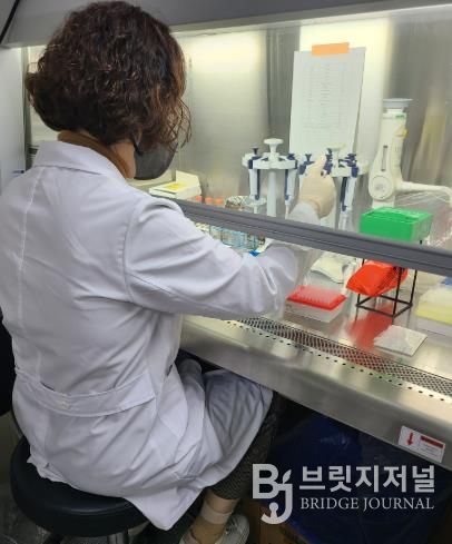 아프리카돼지열병 검사 사진