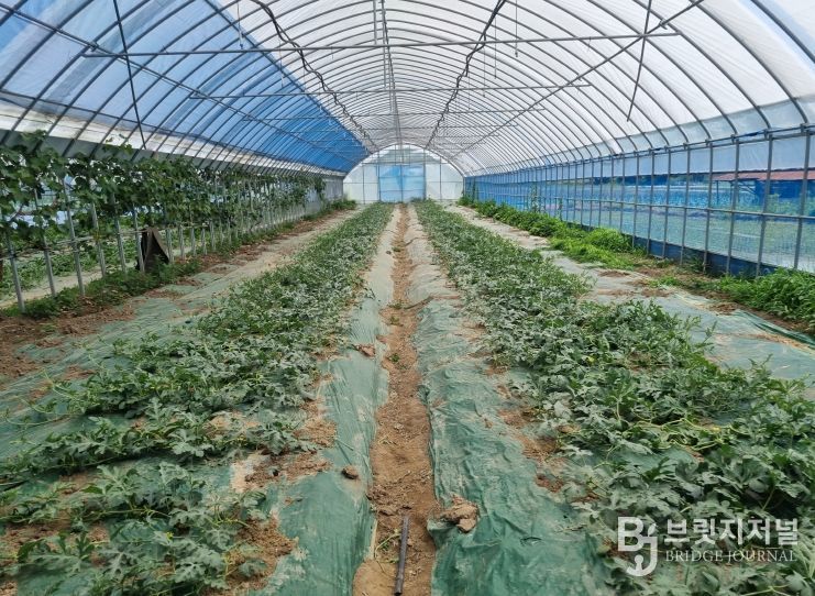 고온 피해 경감으로 농가소득 안정화 실현