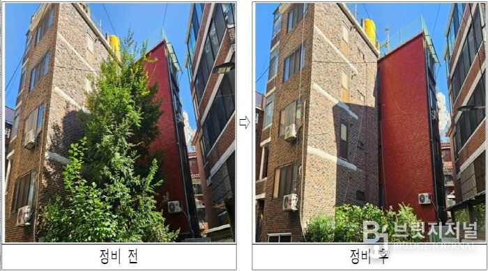 주택가 내 위험수목 정비 전후 모습