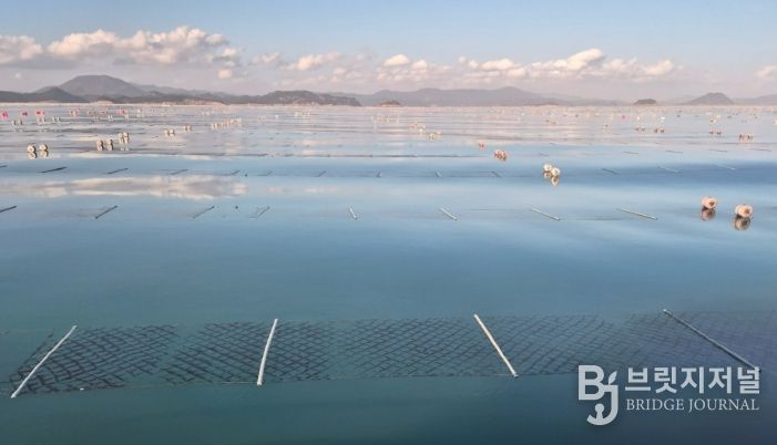 2026년산 청정 고흥산 김 본격 출하