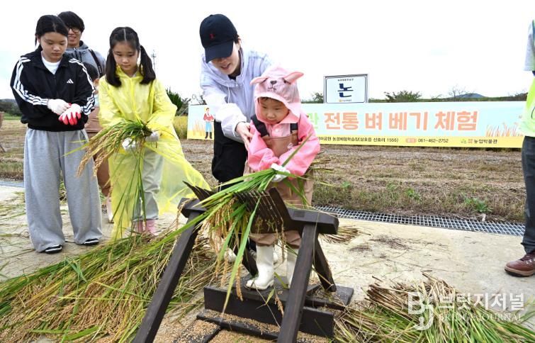 전남도농업박물관- 전통 벼 베기 체험(2025)