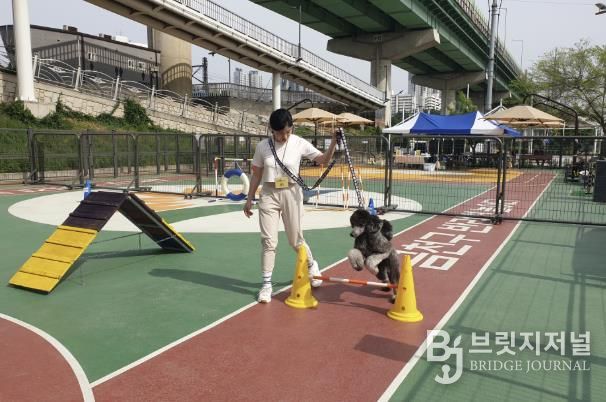 2025년 금천구 반려견 놀이터에서 운영한 반려동물 문화교실 프로그램
