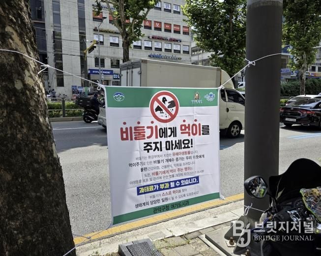 신림역 일대 남부순환로에 게첨된 비둘기 먹이주기 금지 안내문