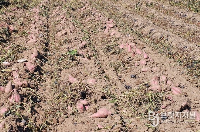 가공용 고구마 '다원미'