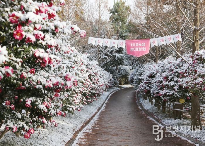 1004섬 분재정원 애기동백꽃