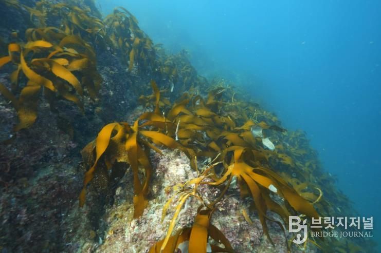 통영 욕지 도동, 2026년 바다숲 대상지 선정 1(국도 수심 5~10m)