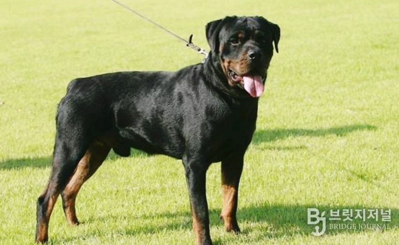 , ‘맹견사육허가제도’ 안착을 위한 전담반 운영