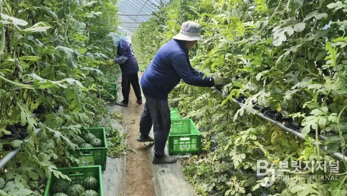 중소형수박 단지 사진