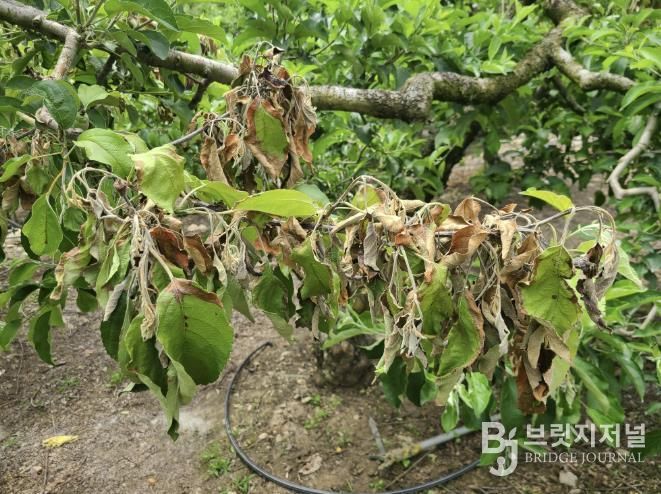 과수화상병 사진