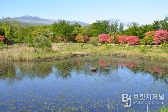 수생식물원의 참꽃나무