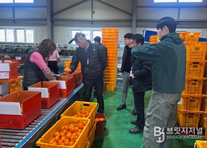 미국산 만다린 수입 대응 고품질 만감류 출하 지도